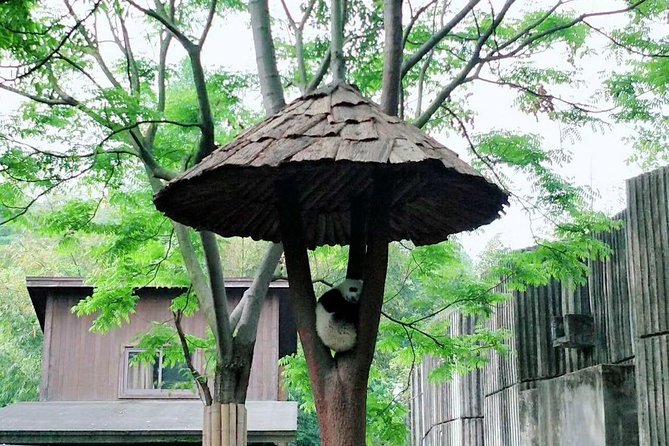 1-Day Chengdu Layover Tour: Panda Base, city central with Round Airport Transfer - Two hours with Chengdu’s giant pandas