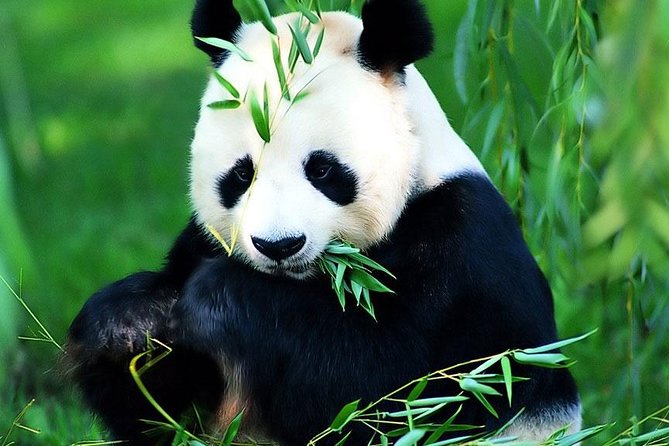 Beijing Historical Tour II including Summer Palace, Lama Temple & Panda Garden - Panda Garden: charming, but protect your time