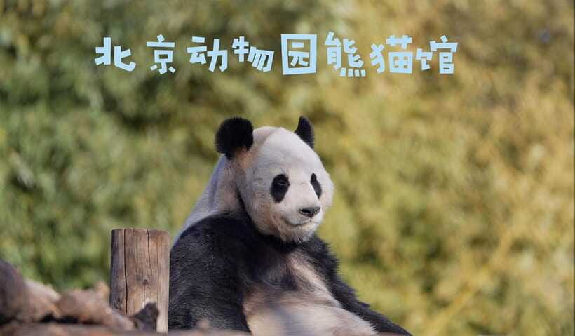 Beijing: Panda House Ticket (Zoo) new activities for 2026 - Entering the zoo without a ticket-line headache