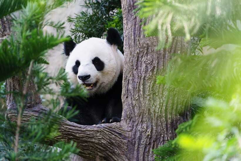 Beijing: Panda House Ticket (Zoo) new activities for 2026 - Golden snub-nosed monkeys and other rare animals