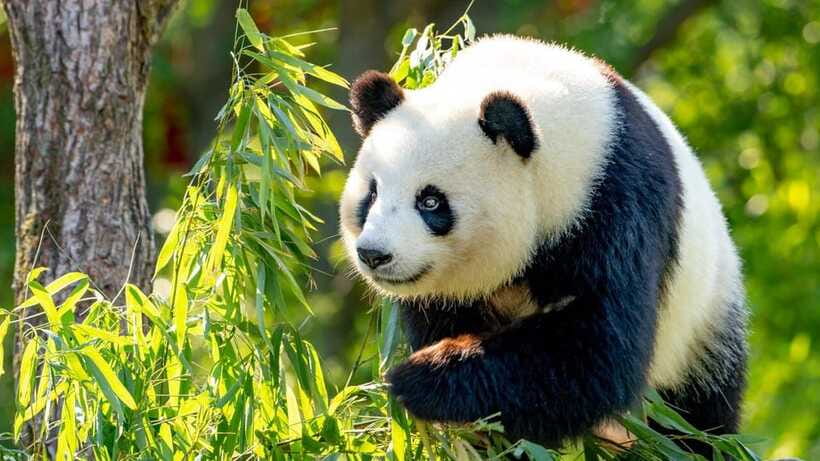 Beijing: Panda House Ticket (Zoo) new activities for 2026 - Accessibility and booking flexibility