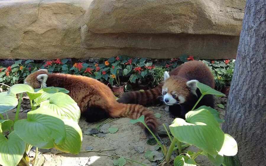 Beijing: Panda House Ticket (Zoo) new activities for 2026 - The $7 ticket and what it covers