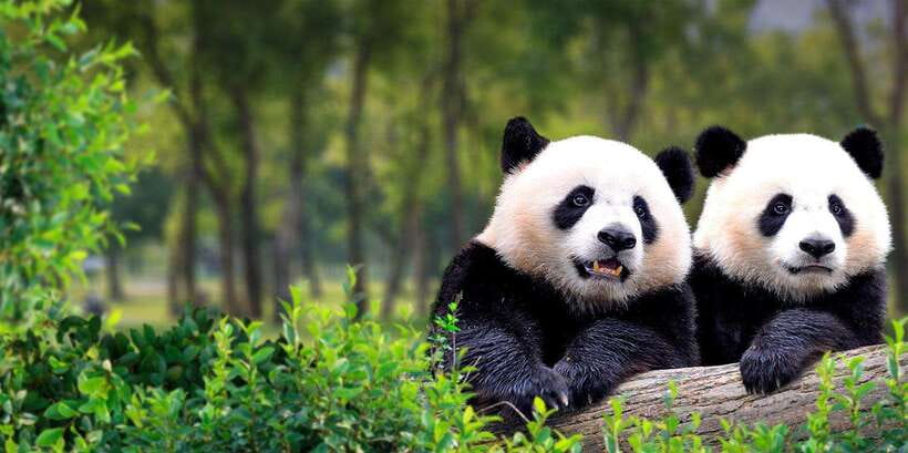 Beijing: Panda House w/Great Wall or City Sites Private Tour - Key points to know before booking