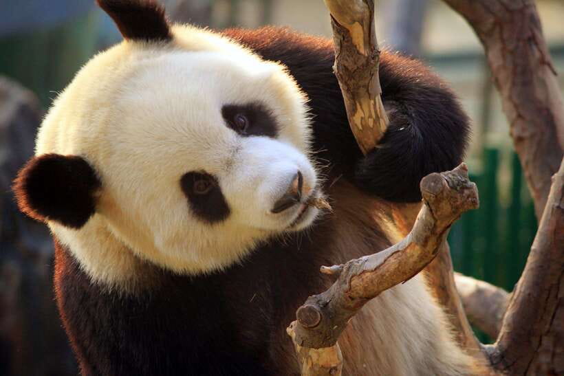 Beijing: Panda House w/Great Wall or City Sites Private Tour - Option 3: building your own Beijing day