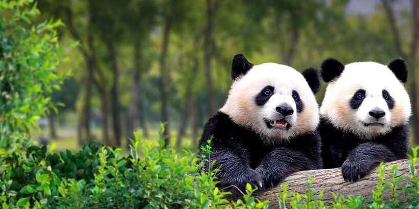Beijing: Panda House w/Great Wall or City Sites Private Tour - Should you book the panda and Beijing private tour?