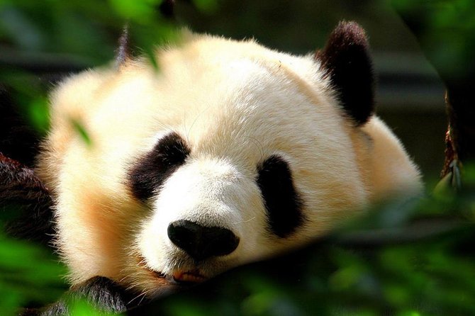 Beijing Private Tour:Mutianyu/Badaling Great Wall and Panda House - Morning Pickup and the Drive North