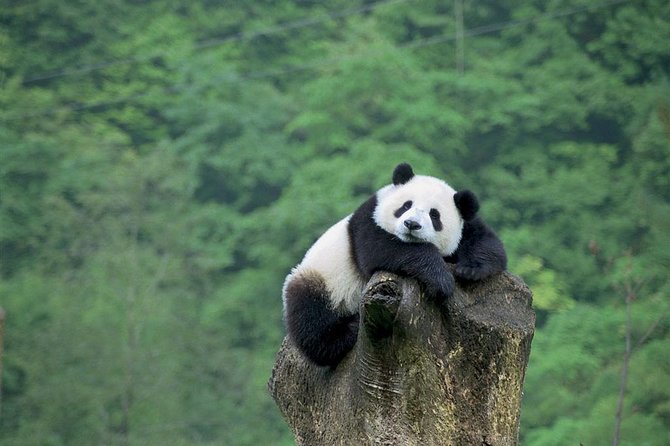 Beijing Private Tour:Mutianyu/Badaling Great Wall and Panda House - Panda House: A Short, Focused Animal Visit
