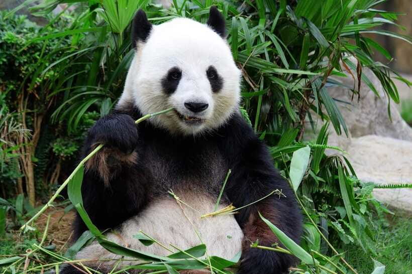 Beijing Private Tour: Summer Palace, Panda House and Options - Package 5: the Temple of Heaven adds imperial ceremony
