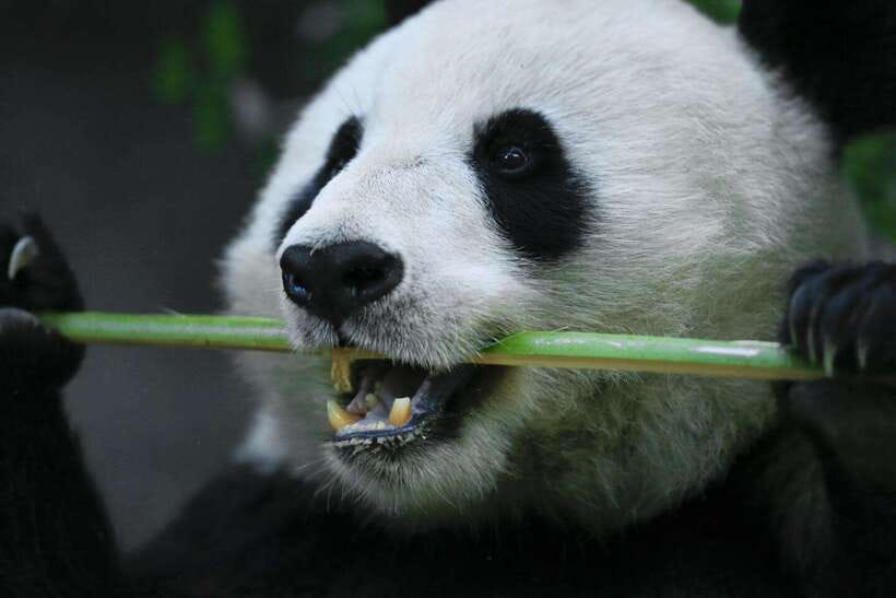 Beijing Private Tour: Summer Palace, Panda House and Options - Package 6: Tiananmen Square and Forbidden City before the pandas