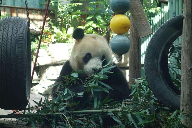 Beijing Private Tour: Summer Palace, Panda House and Options - Package 7: Ming Tombs for a quieter historical finish