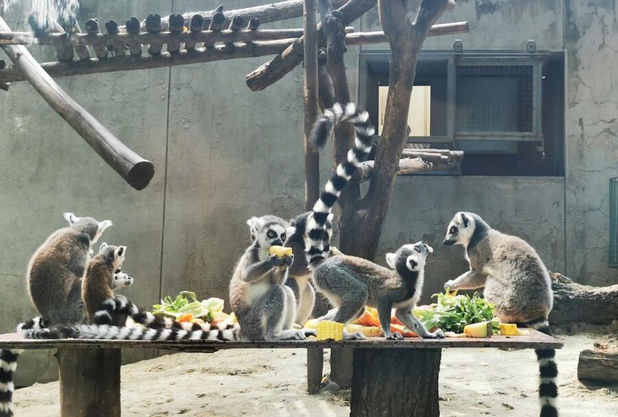 Beijing: Temple of Heaven, Panda House & Summer Palace Tour - Lunch that breaks up the sightseeing