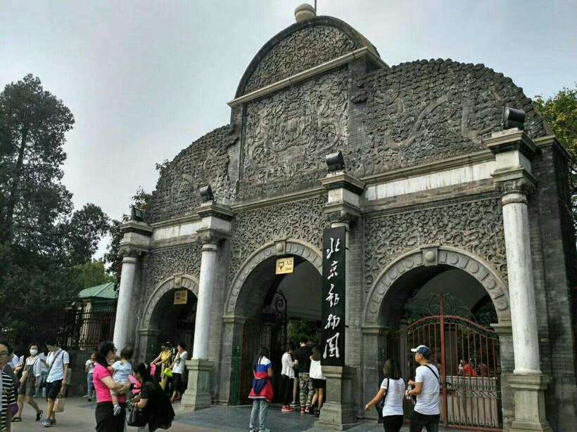 Beijing: The Beijing Zoo Entry Ticket with Pandas - Why the pandas make Beijing Zoo worth your time