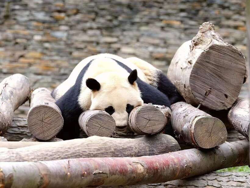 Beijing: The Beijing Zoo Entry Ticket with Pandas - A practical three-hour route through the zoo