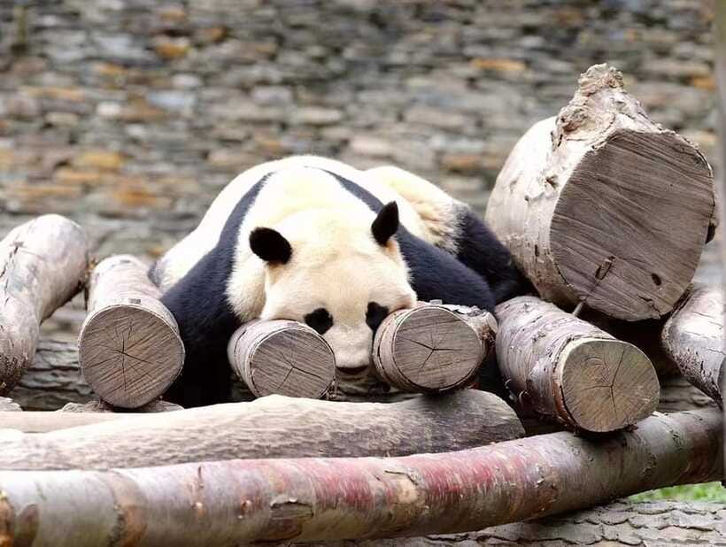 Beijing: The Beijing Zoo Entry Ticket with Pandas - Seasonal timing and what you may miss