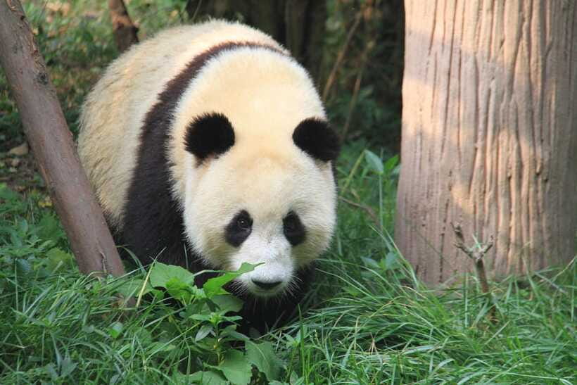 Beijing: The Beijing Zoo Entry Ticket with Pandas - Food, seating, aquarium, and paid extras