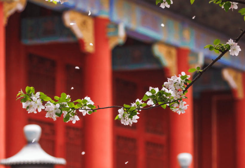 Beijing: Tiananmen Square and Forbidden City Entry Tickets - Choosing between group, private, and self-guided