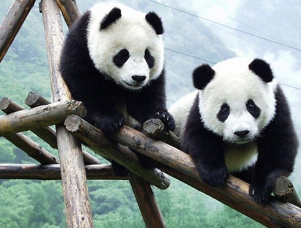 Chengdu: Giant Panda Breeding Research Base Ticket - Key points to know before you book
