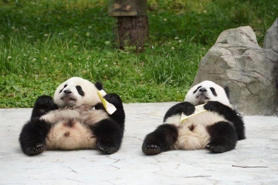 Chengdu: Giant Panda Breeding Research Base Ticket - How much time should you allow?