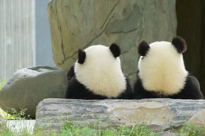 Chengdu: Giant Panda Breeding Research Base Ticket - Why the Panda Base is worth your Chengdu morning