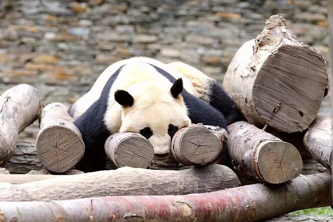 Chengdu: Giant Panda Breeding Research Base Ticket - The morning route: food, babies, and outdoor enclosures