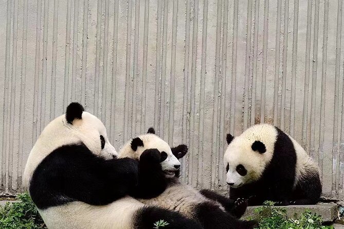 Chengdu: Giant Panda Breeding Research Base Ticket - A big park, not a quick exhibit