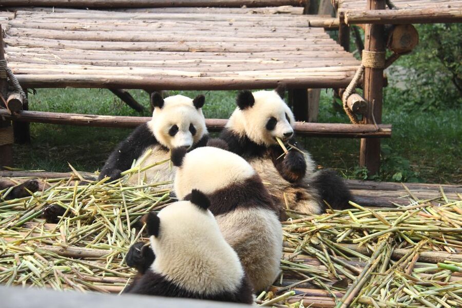 Chengdu: Giant Panda Breeding Research Base Ticket - Heat, crowds, and the indoor viewing problem