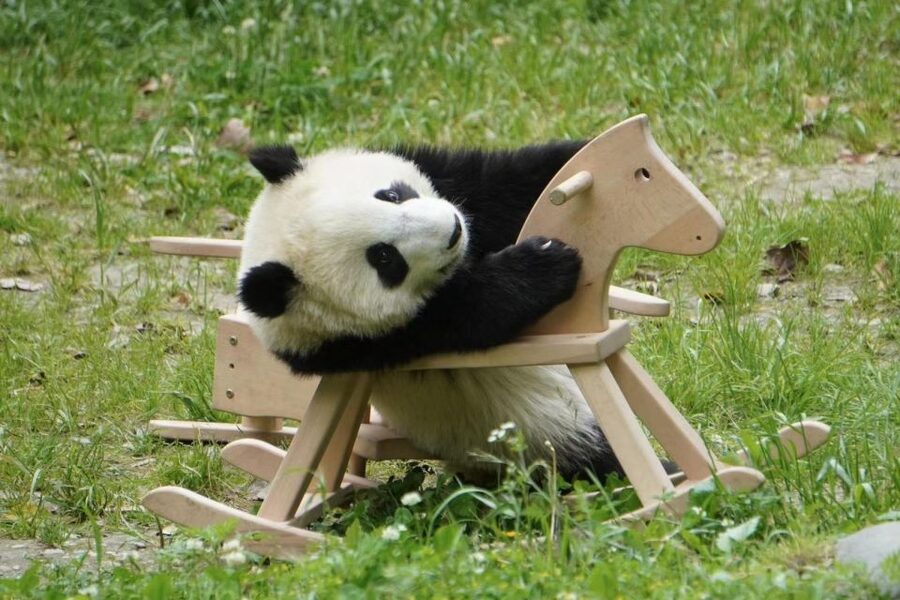 Chengdu: Giant Panda Breeding Research Base Ticket - Ticket only or pickup and drop-off?