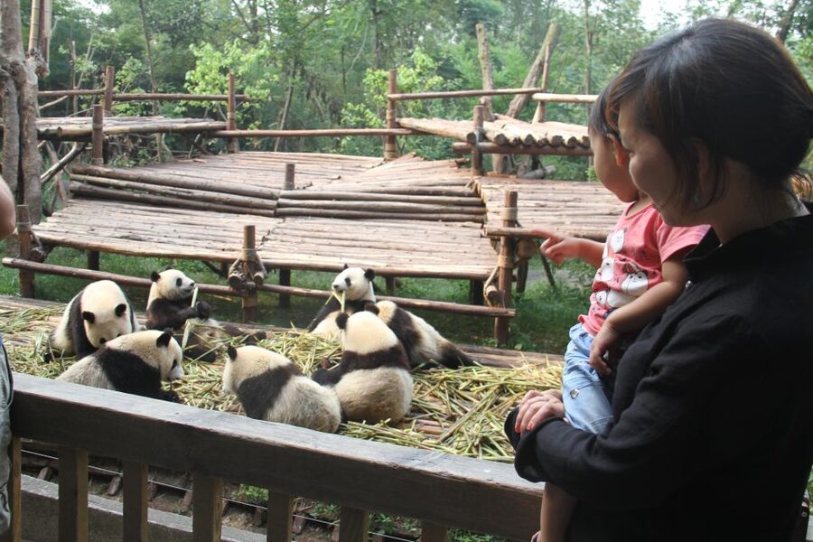 Chengdu: Giant Panda Breeding Research Base Ticket - Accessibility and the physical effort