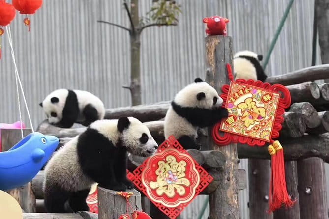 Chengdu Kung Fu Panda Tour Tai Chi, Martial Arts and Panda Base - Is $259 a fair price?