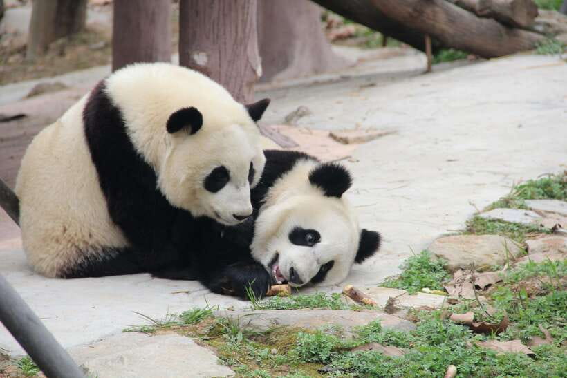 Chengdu: Leshan Buddha Optional Tours w/ Transfer or Guide - Key points to know