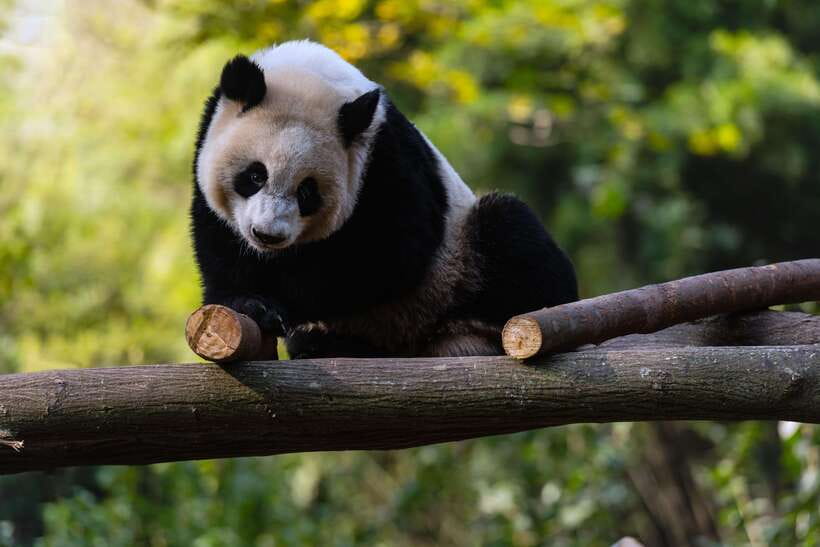 Chengdu: Leshan Buddha Optional Tours w/ Transfer or Guide - The passport and ticket rules