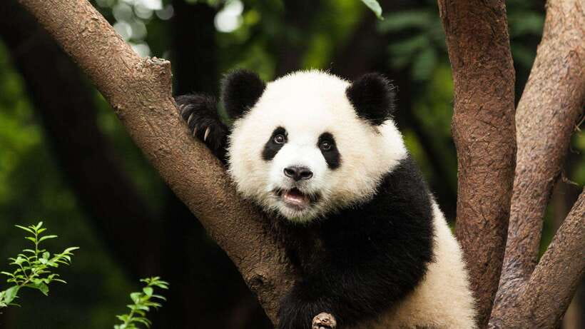 Chengdu：Panda Base Entry Ticket & English PDF Guidebook - Chengdu Panda Base: What You Are Really Buying