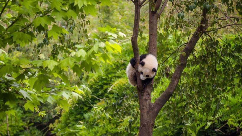 Chengdu：Panda Base Entry Ticket & English PDF Guidebook - Is $20 Good Value?