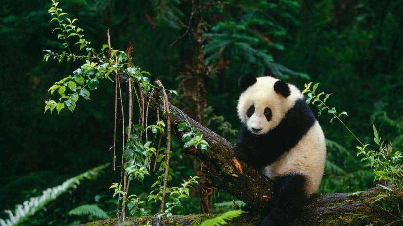 Chengdu：Panda Base Entry Ticket & English PDF Guidebook - Choosing the 07:30 to 12:00 Morning Session