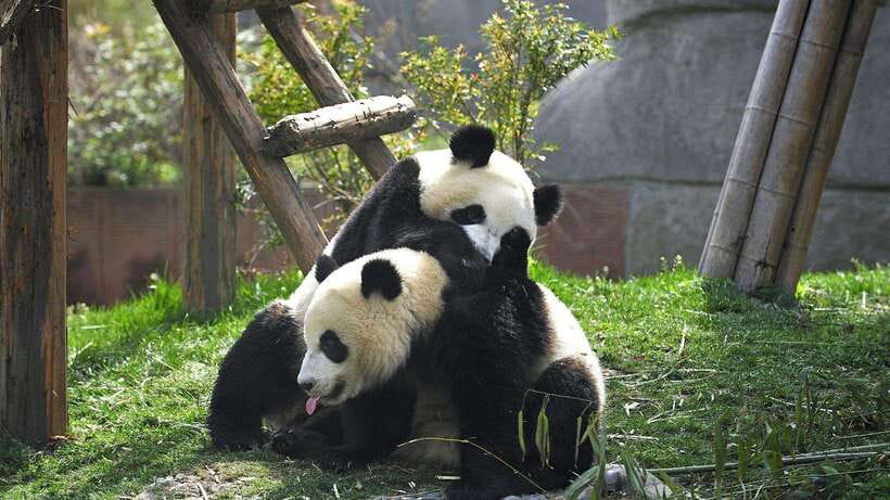 Chengdu：Panda Base Entry Ticket & English PDF Guidebook - Using the English PDF Guidebook