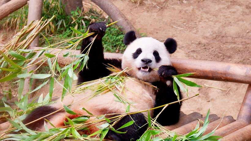 Chengdu：Panda Base Entry Ticket & English PDF Guidebook - The Panda Enclosures and Best Viewing Habits