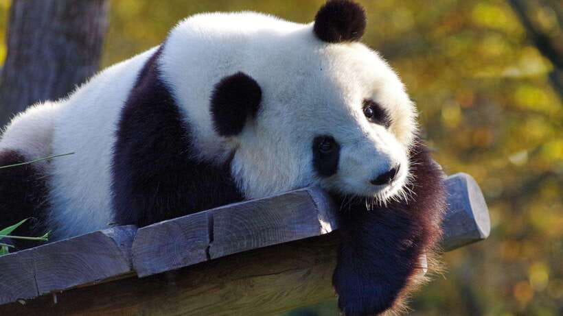 Chengdu：Panda Base Entry Ticket & English PDF Guidebook - Sun and Moon Maternity Rooms, Museum, and Panda Tower