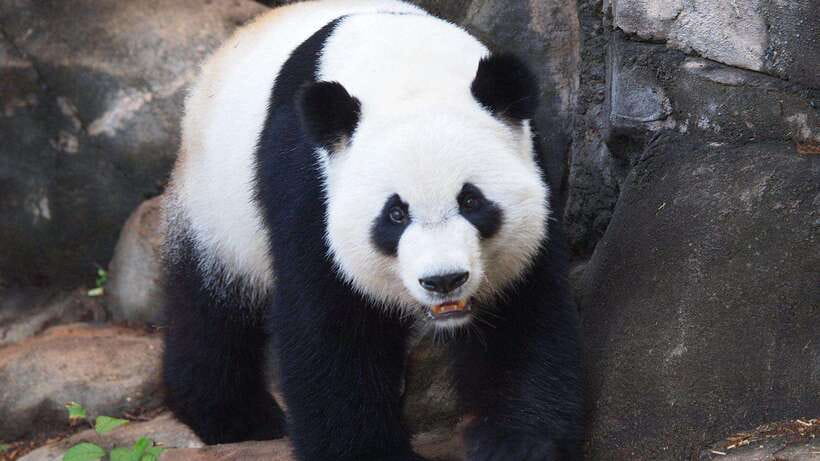 Chengdu：Panda Base Entry Ticket & English PDF Guidebook - Red Pandas and the Parts You Might Miss