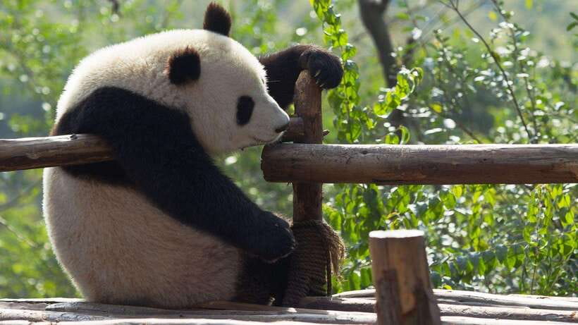 Chengdu：Panda Base Entry Ticket & English PDF Guidebook - Walking, Shuttle Costs, and Daily Comfort