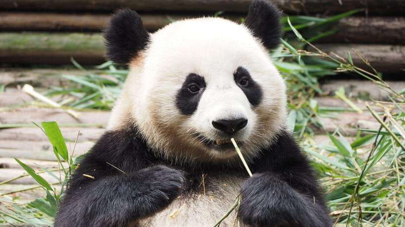 Chengdu：Panda Base Entry Ticket & English PDF Guidebook - The Passport Check and Arrival Process