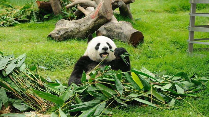 Chengdu:Panda Base Entry Ticket & English PDF Guidebook - What Changes in the 12:00 to 17:00 Afternoon Session