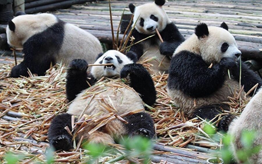 Chengdu panda base half day tour - Why the morning route matters at Chengdu Panda Base