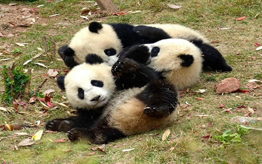 Chengdu panda base half day tour - Seeing the giant pandas before the crowds build