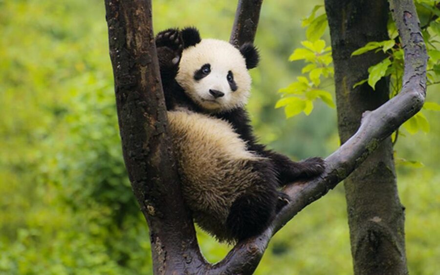 Chengdu panda base half day tour - Returning before noon