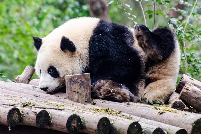 Chengdu: Panda Base Leshan Buddha Tour(or Half Day Panda Base ) - Why this tour works for a short Chengdu visit
