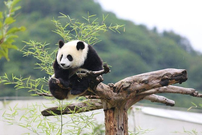 Chengdu: Panda Base Leshan Buddha Tour(or Half Day Panda Base ) - Who should book this Chengdu day trip