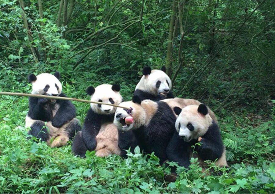 Chengdu panda & Leshan Buddha One Day Private Tour - The Panda Base before the crowds