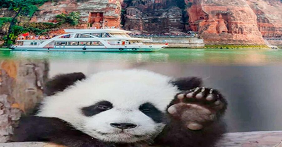 Chengdu panda & Leshan Buddha One Day Private Tour - Lunch: a useful pause, not a full food tour