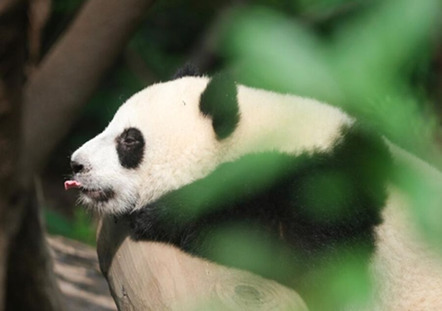 Chengdu panda & Leshan Buddha One Day Private Tour - Seeing the Leshan Buddha from the river