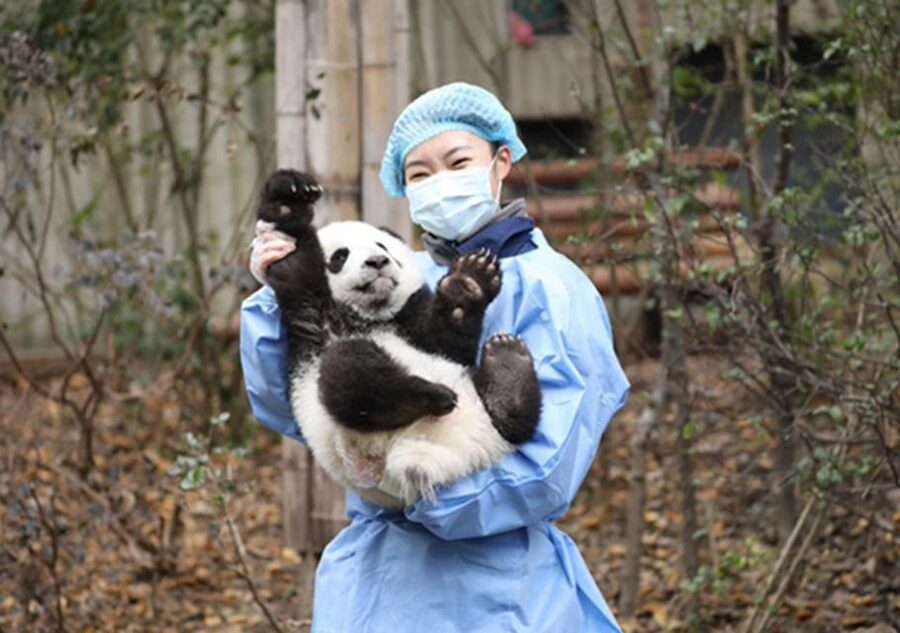 Chengdu panda & Leshan Buddha One Day Private Tour - What the $185 price really covers